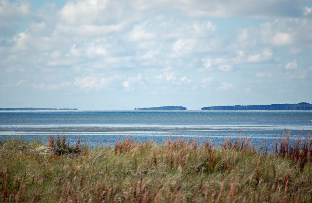 Strand Bloden Hale Bild 02