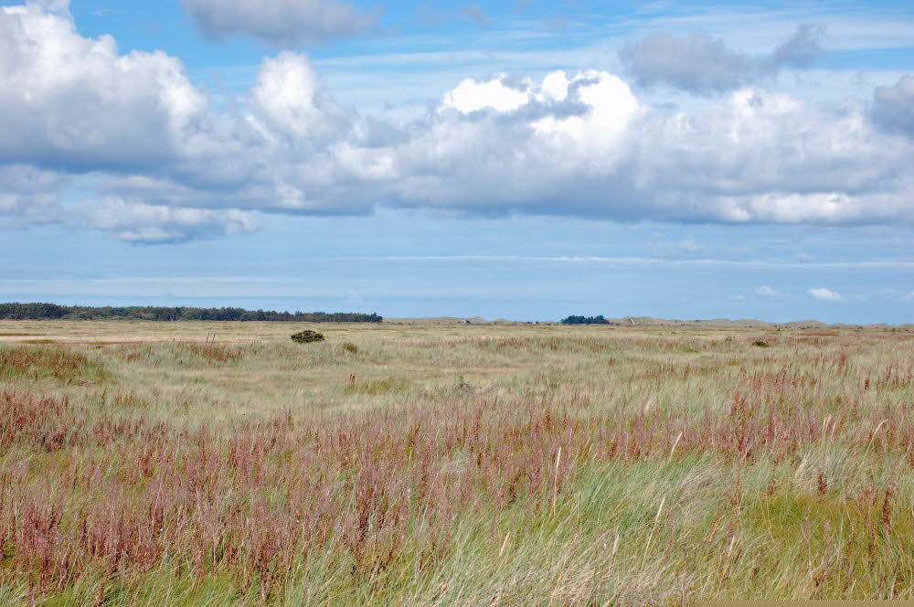 Strand Bloden Hale Bild 05