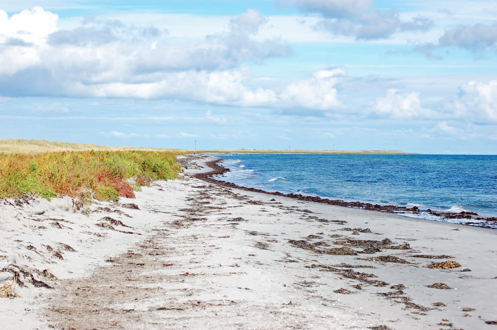 Strand Bloden Hale Bild 06