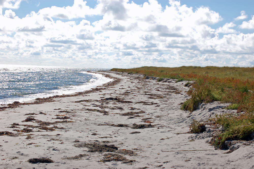 Strand Bloden Hale Bild 07