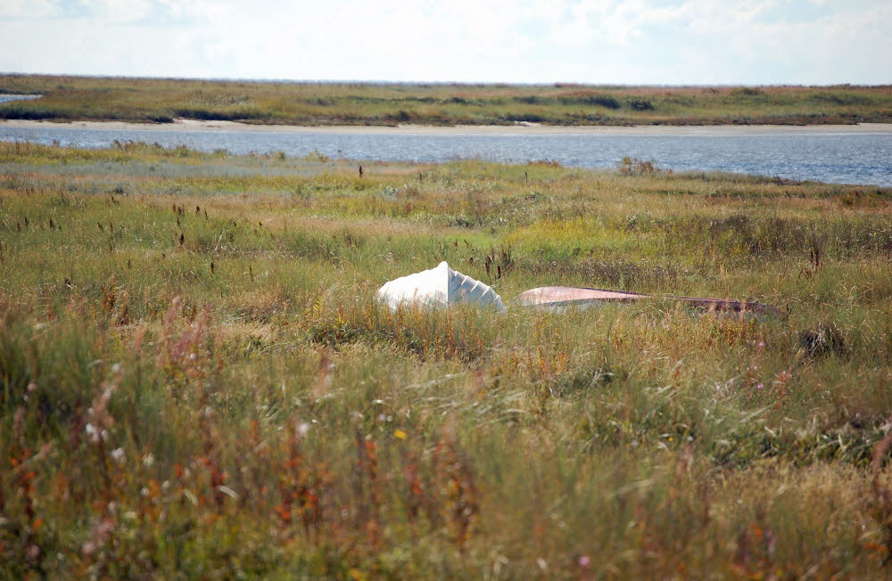 Strand Bloden Hale Bild 10