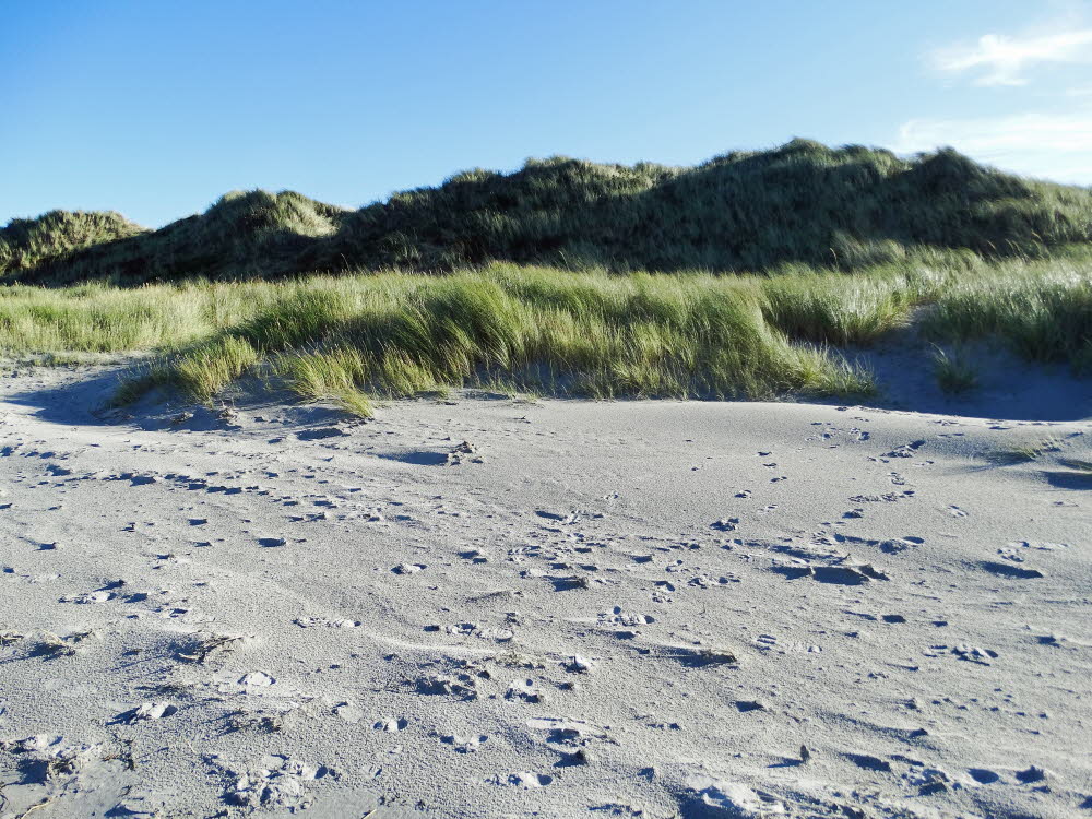 Strand Danzigman Bild 06