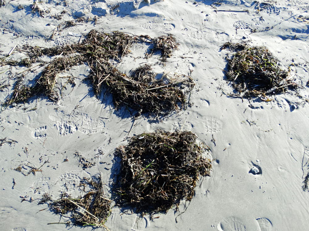 Strand Danzigman Bild 08