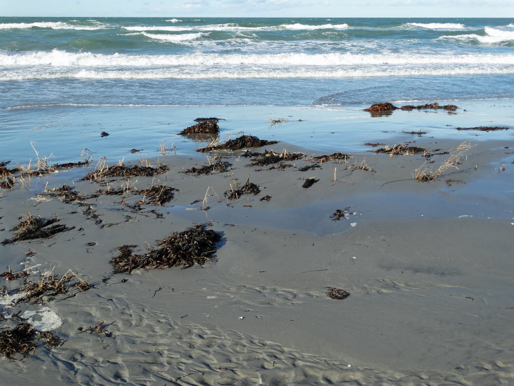 Strand Danzigman Bild 11