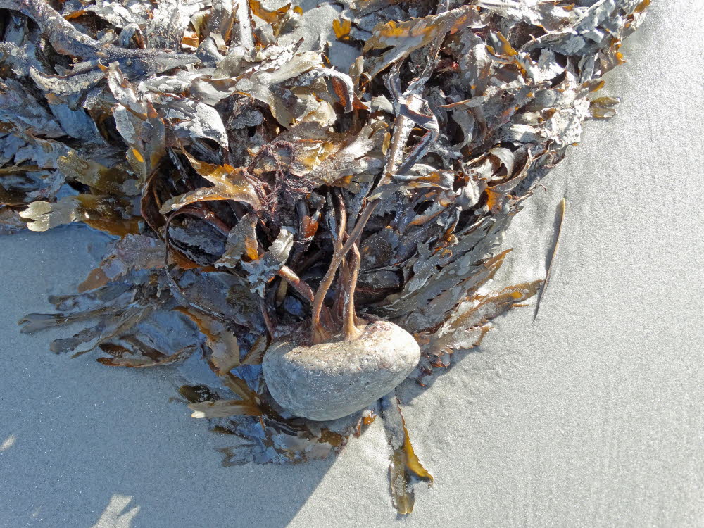 Strand Danzigman Bild 12