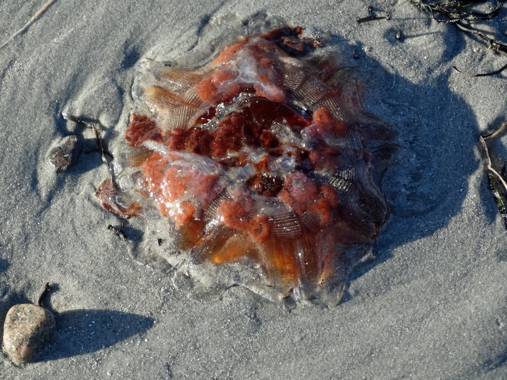 Strand Danzigman Bild 13