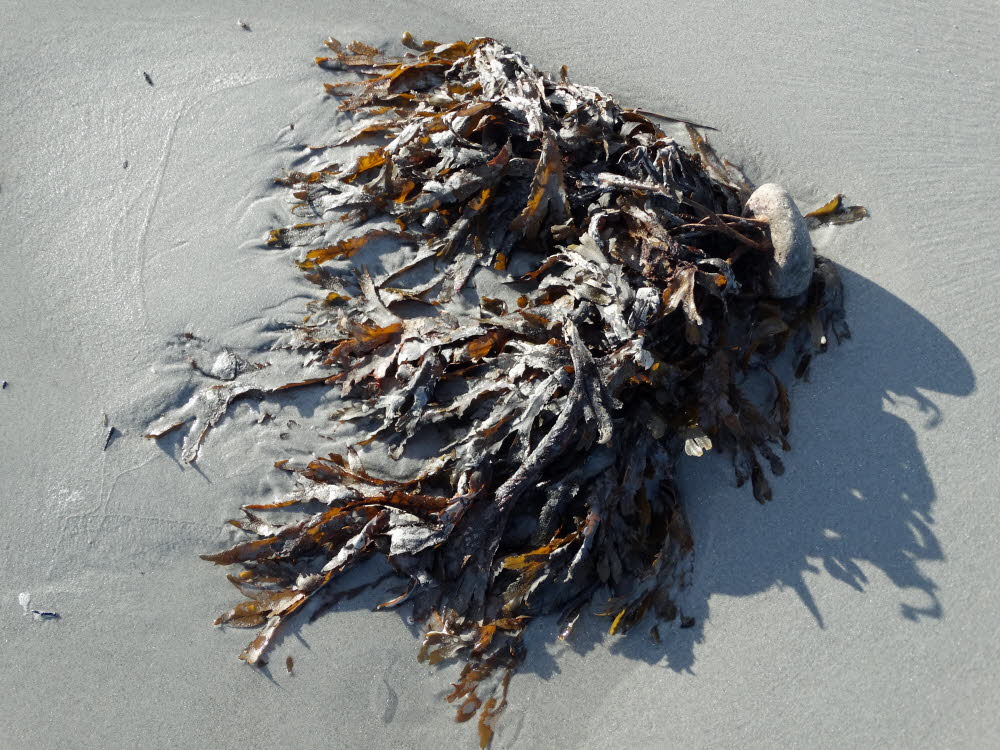 Strand Danzigman Bild 15