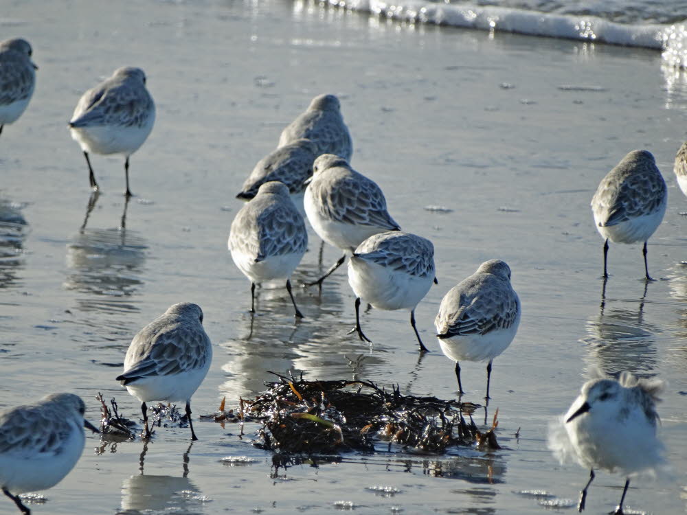 Strand Danzigman Bild 16