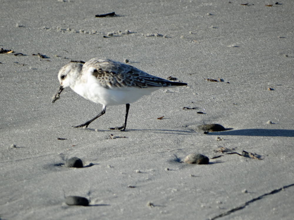 Strand Danzigman Bild 17