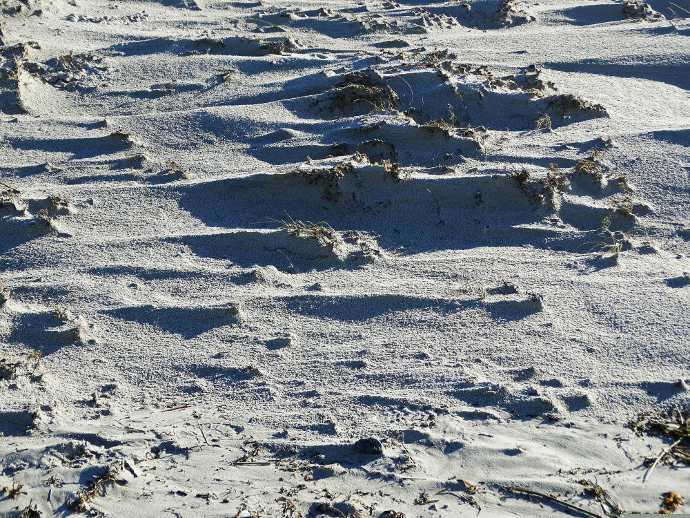 Strand Danzigman Bild 22