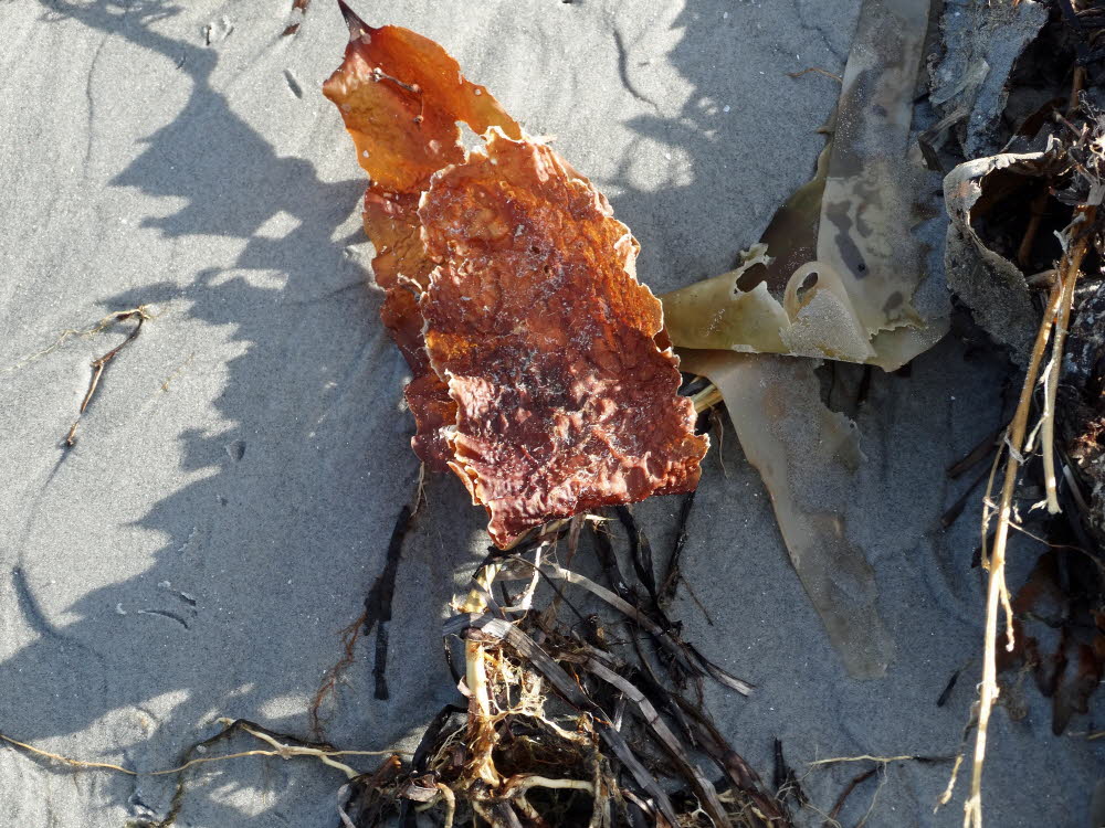 Strand Danzigman Bild 24