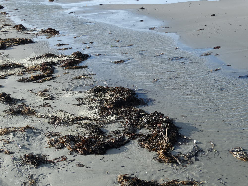 Strand Danzigman Bild 26