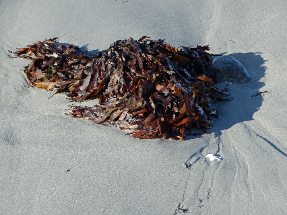 Strand Danzigman Bild 31