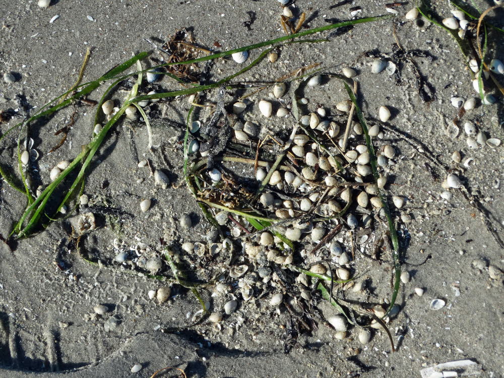 Vesteroe Strand Bild 07