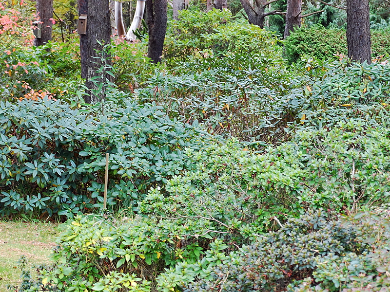 rhododendron park laesoe bild 02