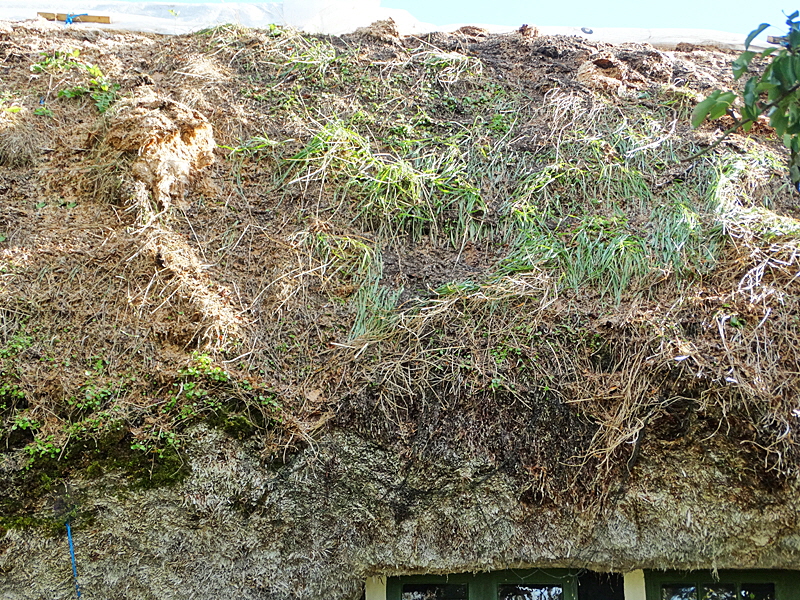 tangdach laesoe bild 02 tangdach laesoe bild 02