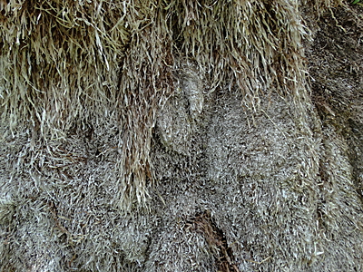 tangdach laesoe bild 06 tangdach laesoe bild 06